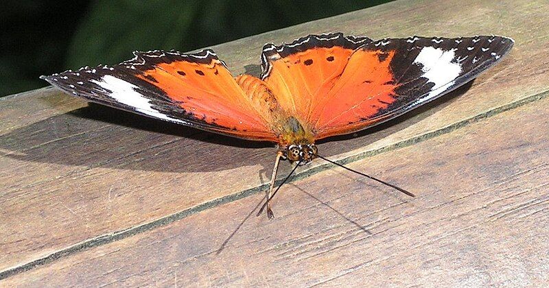 File:Orange Lacewing, Cairns.jpg