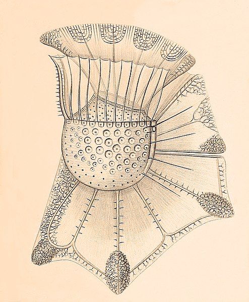 File:Ornithocercus Magnificus drawing.jpg