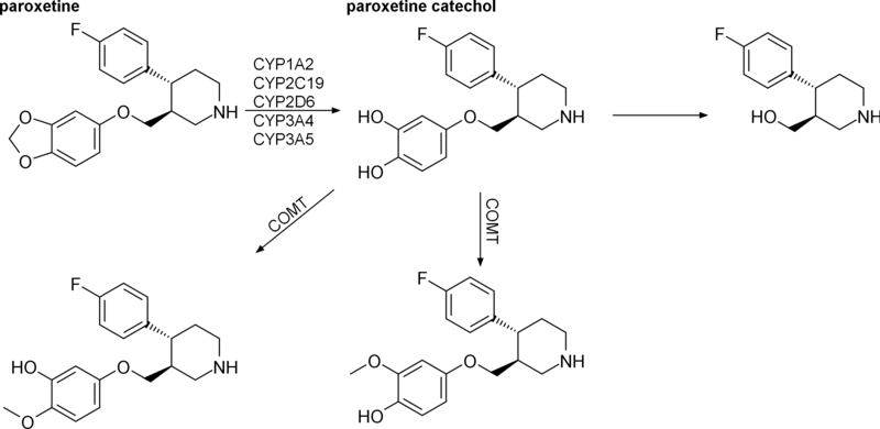 File:Paroxetine metabolism.png