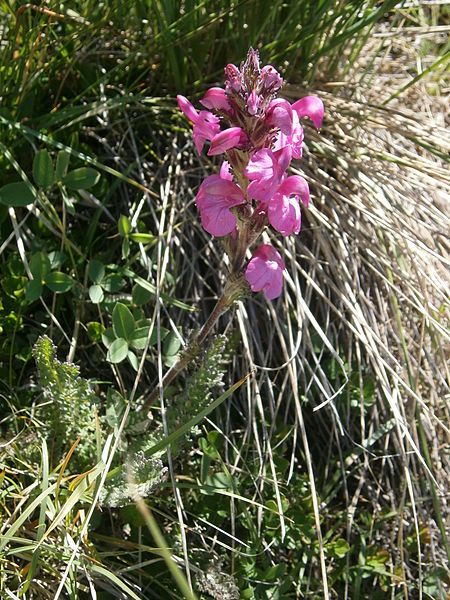 File:Pedicularis gyroflexa 001.JPG