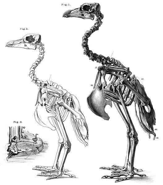 File:Pezophaps solitaria.jpg