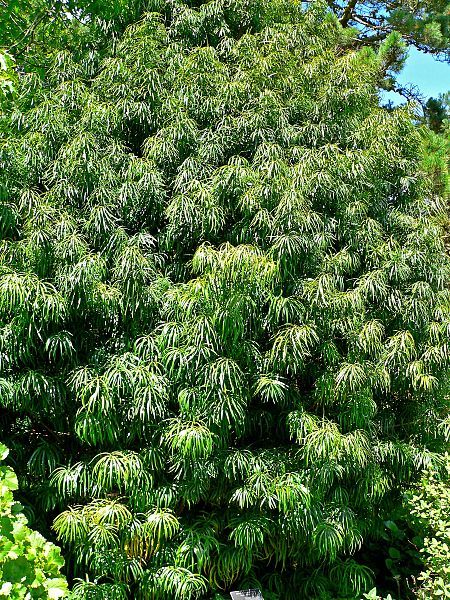 File:Podocarpus henkelii 1.jpg