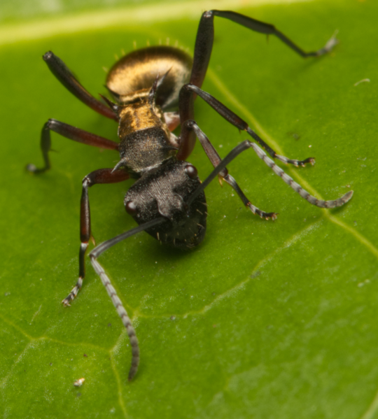 File:Polyrhachis rufifemur.png