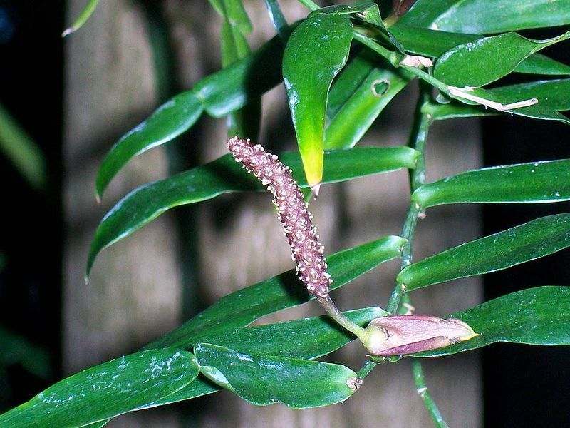 File:Pothos longipes flower.jpg