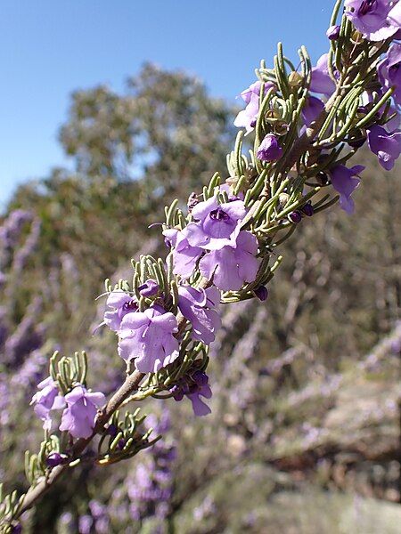 File:Prostanthera teretifolia.jpg