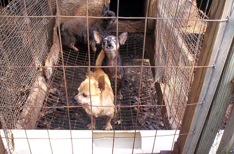 File:Puppy mill 01.jpg