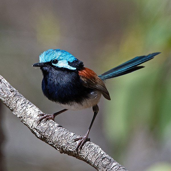 File:Red-winged Fairy-wren.jpg