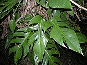 various forms of leaves in different sizes