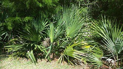 Sabal minor grouping in natural setting.