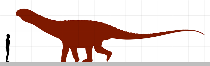 File:Saltasaurus size.png