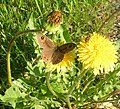 Upperside (Frognerseteren) Erebia embla?