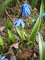 Scilla siberica