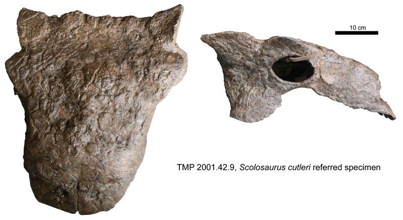 File:Scolosaurus.tif