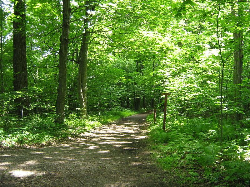 File:Sentier Mont Saint-Bruno.JPG