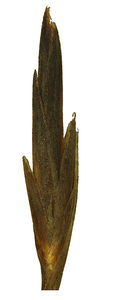 File:Sselinae spikelet.jpg