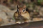 An eastern chipmunk (Tamias striatus) with its cheek pouches filled