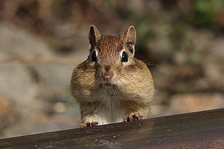 Eastern chipmunk, by Cephas