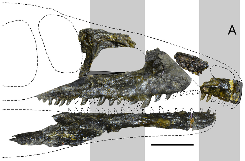 File:Tasmaniosaurus.png