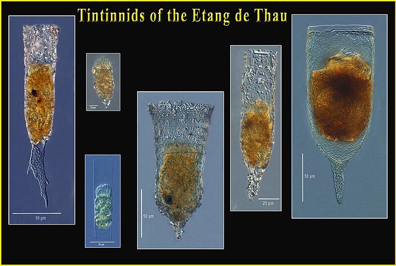 File:ThauTinsPlate.jpg