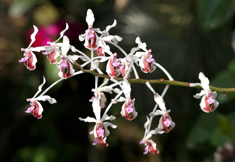 File:Vanda lamellata (12862380173).jpg