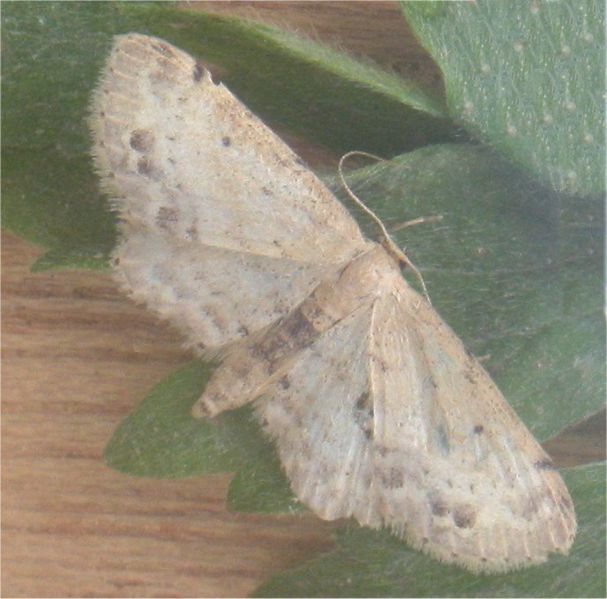 File:Vlekstipspanner (Idaea dimidiata).jpg