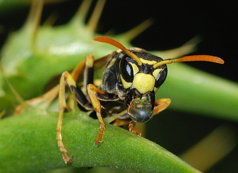 File:Wasp March 2008-1.jpg