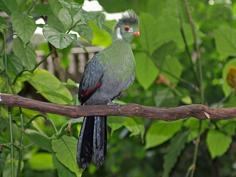 File:White-cheeked Turaco RWD2.jpg