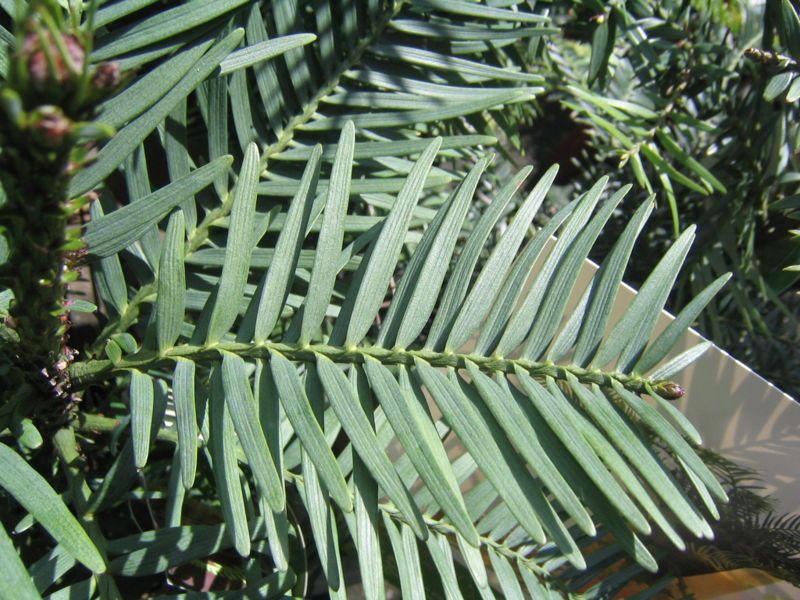 File:Wollemia nobilis leaf.jpg