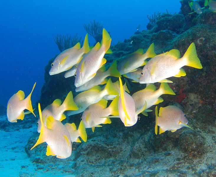 File:Yellow tail snapper.JPG