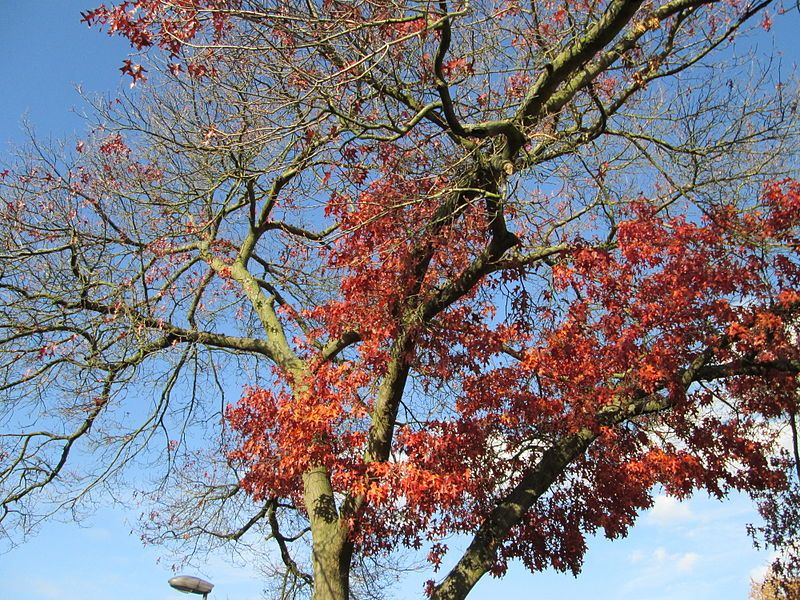 File:20141108Quercus coccinea4.jpg