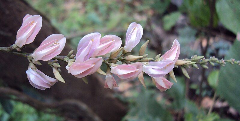 File:Abrus pulchellus flowers.JPG