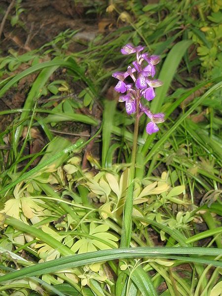 File:Anacamptis morio004.jpg