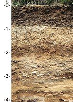 Antigo Silt Loam, the state soil of Wisconsin