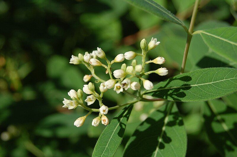 File:Apocynum cannabinum Toulouse.jpg