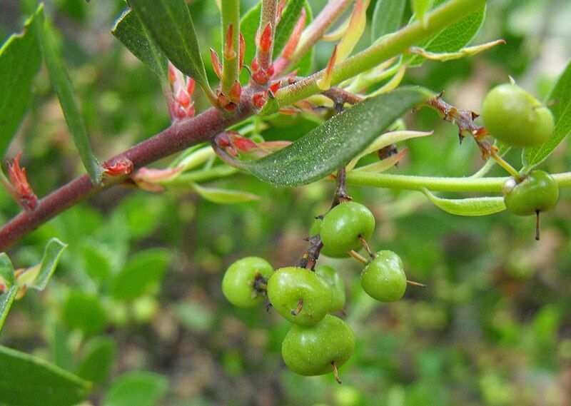 File:Arctostaphylosstanfordiana.jpg