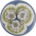 Aspergillus sergii growing on CYA plate