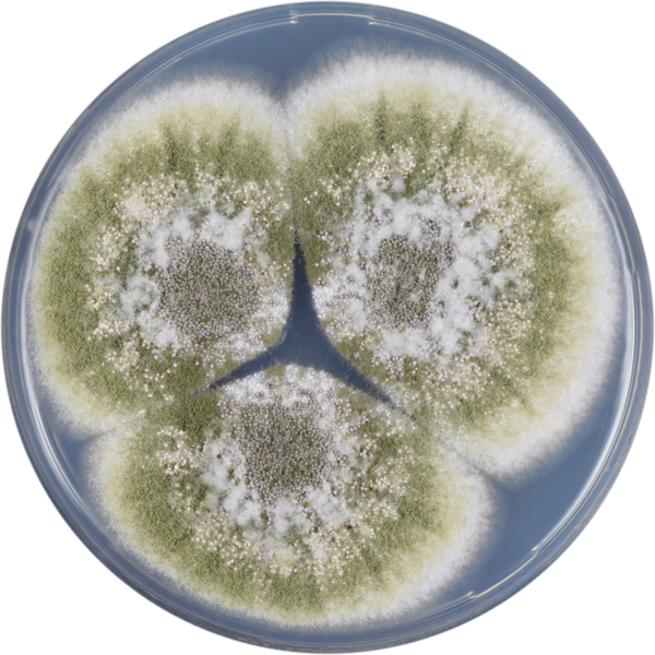 File:Aspergillus sergii cya.png