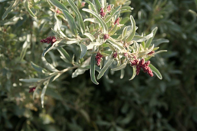 File:Atriplex cinerea 1.jpg