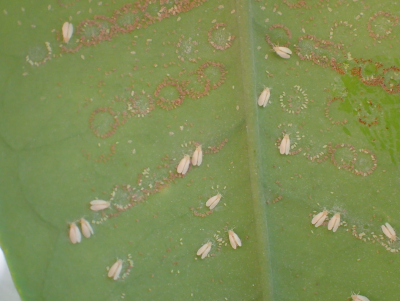 File:Australian Citrus Whitefly.png