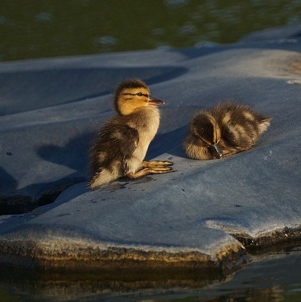 File:Baby ducks (27132019360).jpg