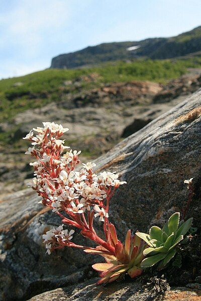 File:Bergfrue, Chondrosea cotyledon.jpg