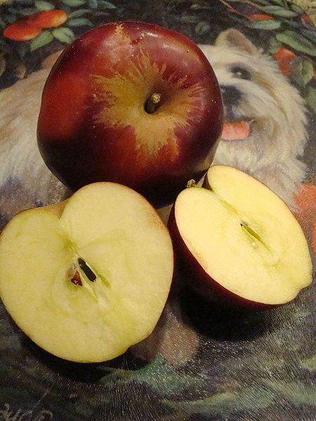 File:Black Apples (4113720095).jpg