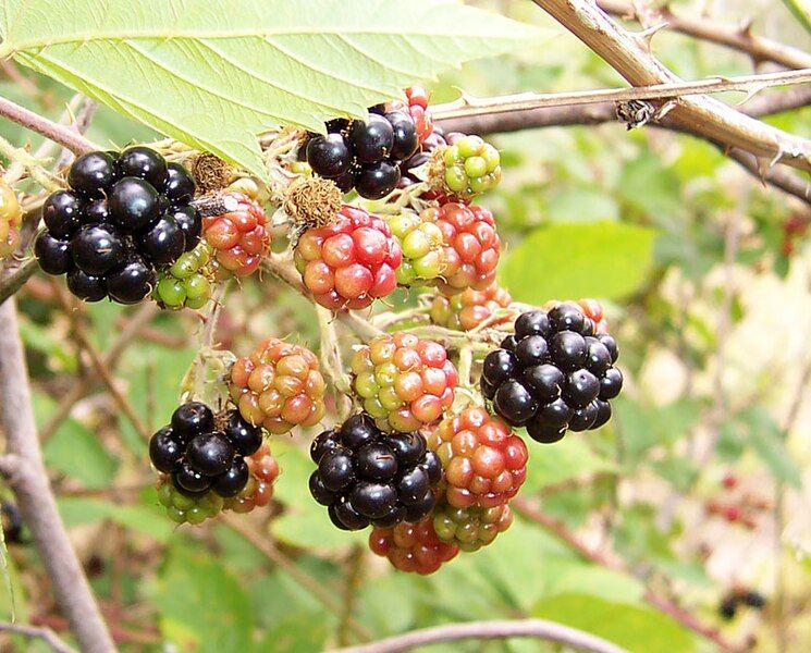 File:Blackberry fruits02.jpg