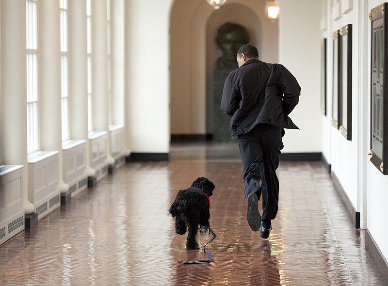 File:Bo and Obama.jpg