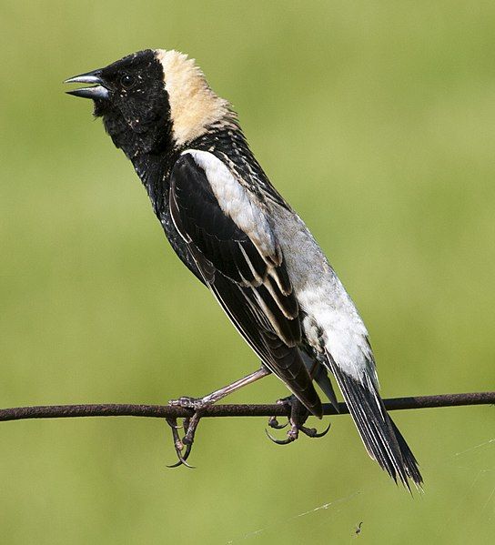 File:Bobolink (27239680521) (cropped).jpg