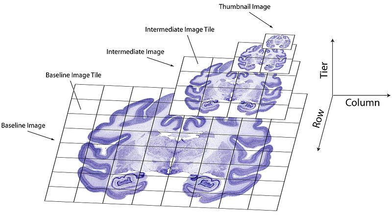 File:Brainmaps3.jpg