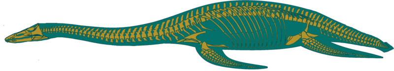 File:Brancasaurus skeletal.png