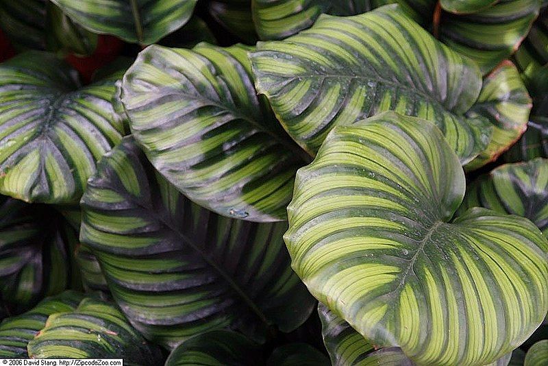 File:Calathea Fasciata 1zz.jpg