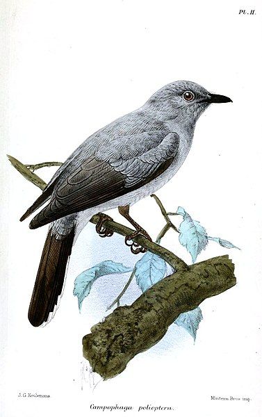 File:CampophagaPoliopteraKeulemans.jpg