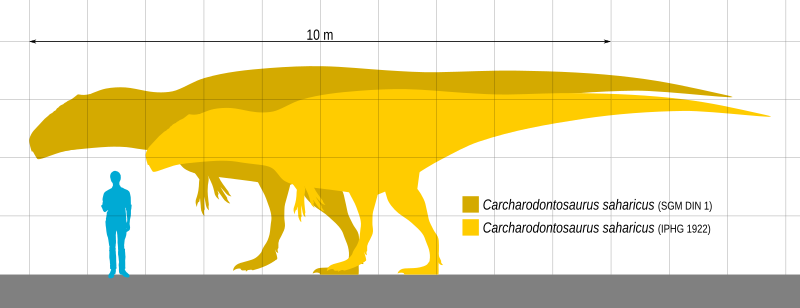 File:Carcharodontosaurus Scale.svg